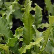 Hardy Fern Phyllitis scolopendrium 'Undulata'